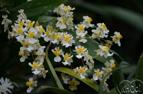 香水文心蘭照顧|【香水文心蘭照顧】香水文心蘭的養殖方法和注意事項 